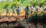 Satu Lagi Warga Tana Toraja Meninggal Dunia dan Dimakamkan dengan Protokol Covid-19
