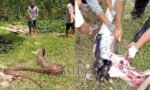 Telan Anjing, Ular Piton Berukuran 6 Meter Ditangkap Warga Tandung La’bo’, Toraja Utara