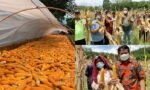 Panen Raya Jagung “Srikandi Kuning” di SPP Santo Paulus Pala-Pala