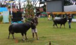 Dua Ekor Kerbau Hadiah Festival Paduan Suara Natal Pemda Toraja Utara Ditampilkan di Acara Pembukaan