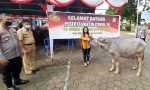 Ikuti Gebyar Vaksinasi Presisi Polres Toraja Utara, Gadis Cantik Ini Dapat Kerbau