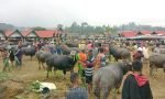 Mulai 4 Januari 2022, Jadwal Hari Pasar di Toraja Utara Kembali Seperti yang Dulu