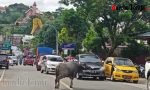 VIRAL: Kerbau Lepas di Jalan Raya, Seruduk Kendaraan hingga Masuk Warung