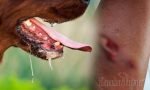 Empat Warga Mengkendek, Tana Toraja, Digigit Anjing Gila
