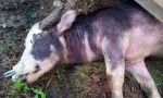 Satu Ekor Kerbau Bonga Mati Mendadak di Toraja Utara, Kena PMK?
