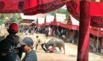 Sempat Diisukan Meninggal, 2 Korban Amukan Kerbau di Upacara Rambu Solo’, Membaik
