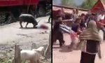 Diseruduk Kerbau yang Mengamuk di Area Upacara Rambu Solo’, 2 Warga Dilarikan ke RS