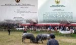 Cegah PMK, Pemerintah Larang Aktivitas Adu Kerbau untuk Sementara Waktu