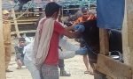 71 Ekor Kerbau Bergejala PMK Ditemukan di Pasar dan 7 Kecamatan di Toraja Utara