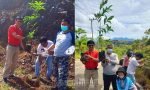 Ratusan Tabebuya, Pohon yang Mirip Sakura, Ditanam di Objek Wisata Buntu Burake