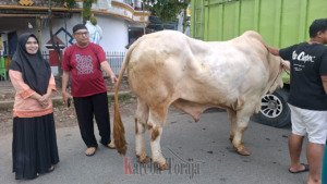 Presiden Prabowo Sumbang 1 Ekor Sapi Kurban untuk Umat Muslim Rantepao