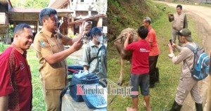 Dinas Pertanian Tana Toraja Lanjutkan Vaksinasi PMK dan Rabies di Dua Kecamatan