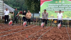 Perkuat Ketahanan Pangan Nasional, Polres Toraja Utara Gelar Penanaman Jagung Serentak