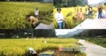 Petani di Kelurahan Lemo Makale Utara Gelar Panen Raya, Dukung Swasembada Pangan