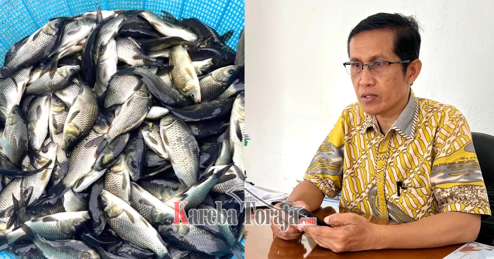 Pemda Tana Toraja Akan Salurkan 42 Ribu Bibit Ikan Mas ke 9 Kelompok Tani