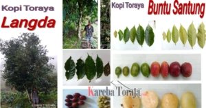 Mengenal Dua Kopi Lokal Tana Toraja yang Kini Kantongi Lisensi Varietas Unggul