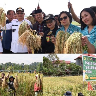 Padi Hasil Penelitian UKI Toraja mulai Panen, Bupati Toraja Utara: Upaya Nyata Dukung Ketahanan Pangan