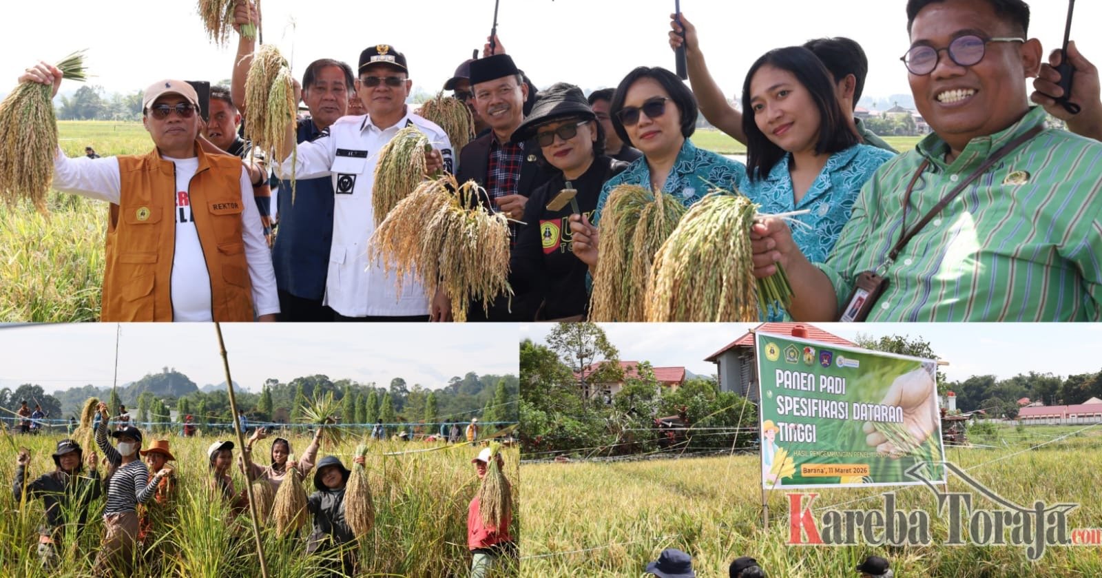 Padi Hasil Penelitian UKI Toraja mulai Panen, Bupati Toraja Utara: Upaya Nyata Dukung Ketahanan Pangan