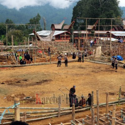Arena Adu Kerbau (Tedong Silaga) di Sa’dan Tiroallo Dibongkar Aparat Gabungan Polri dan TNI