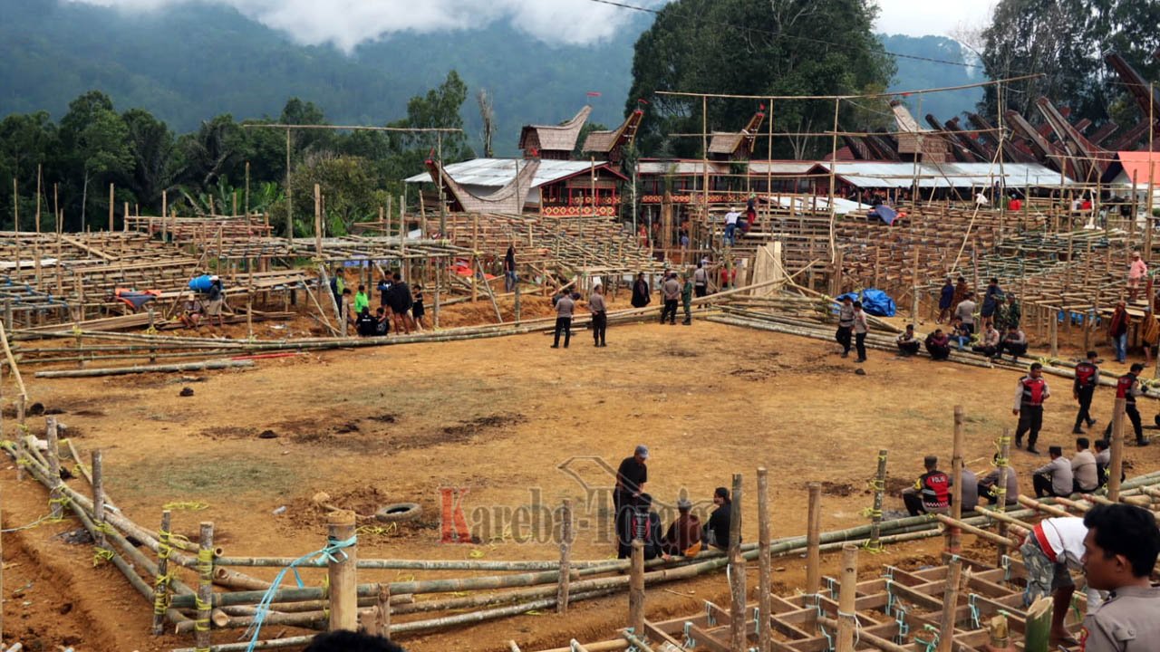 Arena Adu Kerbau (Tedong Silaga) di Sa’dan Tiroallo Dibongkar Aparat Gabungan Polri dan TNI