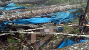 Penyadap Getah Pinus Tewas Tertimpa Pohon di Balepe’, Tana Toraja