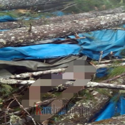 Penyadap Getah Pinus Tewas Tertimpa Pohon di Balepe’, Tana Toraja