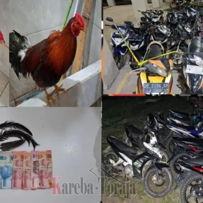 Gerebek Sabung Ayam di Buntao’, Polres Toraja Utara Tangkap 2 Terduga Pelaku, Belasan Sepeda Motor Diamankan