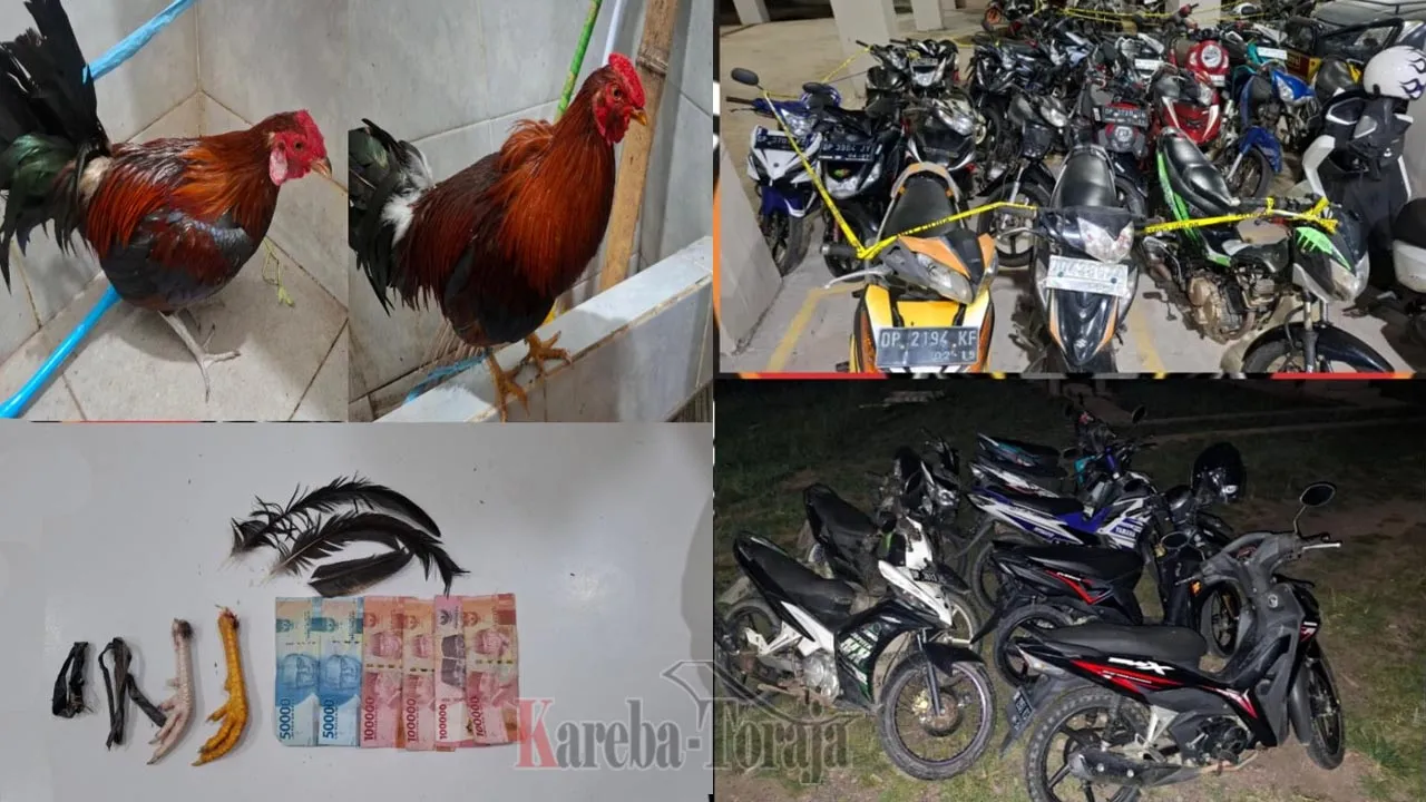 Gerebek Sabung Ayam di Buntao’, Polres Toraja Utara Tangkap 2 Terduga Pelaku, Belasan Sepeda Motor Diamankan