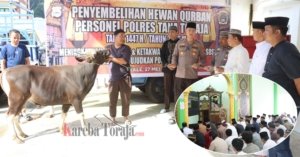 Idul Adha 1447 H, Polres Tana Toraja Sembelih Empat Ekor Sapi Kurban
