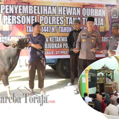Idul Adha 1447 H, Polres Tana Toraja Sembelih Empat Ekor Sapi Kurban