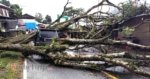 Pohon Tumbang di Mengkendek Timpa 1 Mobil Kijang dan 2 Rumah, 6 Orang Penumpang Luka