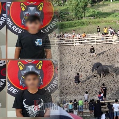 Berjudi di Arena Tedong Silaga Saloso, 4 Pria Ditangkap