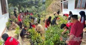 Mahasiswa KKNT 116 Unhas Ajak Warga Kelurahan Sandabilik Makale Selatan Tanam Pohon Buah dan Kayu