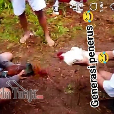 Viral di Media Sosial, Sejumlah Siswa Berseragam Sekolah di Bittuang Main Sabung Ayam Diduga Disertai Taruhan