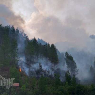Sudah 2 Pekan Kebakaran di Simbuang Belum Teratasi, Api Mulai Lalap Kebun Kopi dan Usaha Getah Pinus serta Ancam Rumah Warga