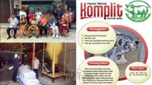 KUD Sane Rantepao Sosialisasikan Pakan Ternak Babi Unggulan KOMPLIT
