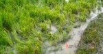 Derita Petani di Bittuang, Sawah Kesulitan Air Akibat Kemarau, Tanaman Padi Rusak Dimakan Kerbau Liar