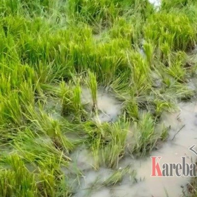 Derita Petani di Bittuang, Sawah Kesulitan Air Akibat Kemarau, Tanaman Padi Rusak Dimakan Kerbau Liar