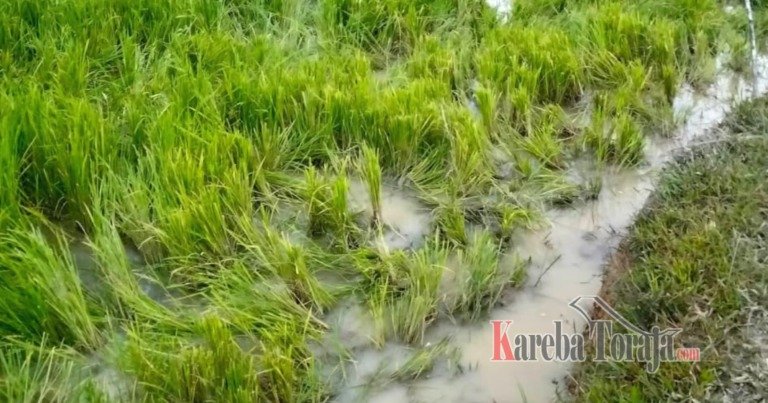 Derita Petani di Bittuang, Sawah Kesulitan Air Akibat Kemarau, Tanaman Padi Rusak Dimakan Kerbau Liar