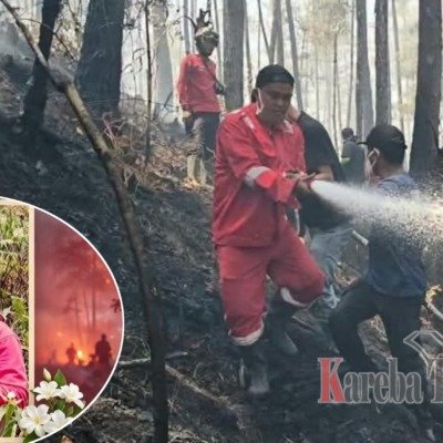 Petugas Pemadam Karhutla Gugur Tertimpa Pohon di Hutan Lindung Nanggala Toraja Utara