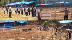 Antisipasi Judi, Polisi Awasi Kegiatan Ma’pasilaga Tedong di Tondon