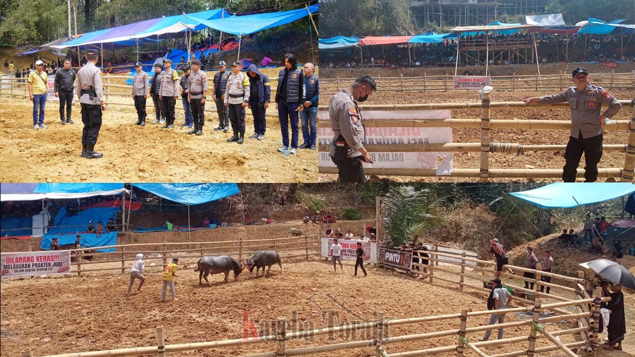 Antisipasi Judi, Polisi Awasi Kegiatan Ma’pasilaga Tedong di Tondon