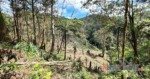 KPH Saddang I Akui Kecolongan Terkait Pengrusakan Kawasan Hutan di Lembang Gasing Mengkendek