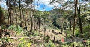 KPH Saddang I Akui Kecolongan Terkait Pengrusakan Kawasan Hutan di Lembang Gasing Mengkendek