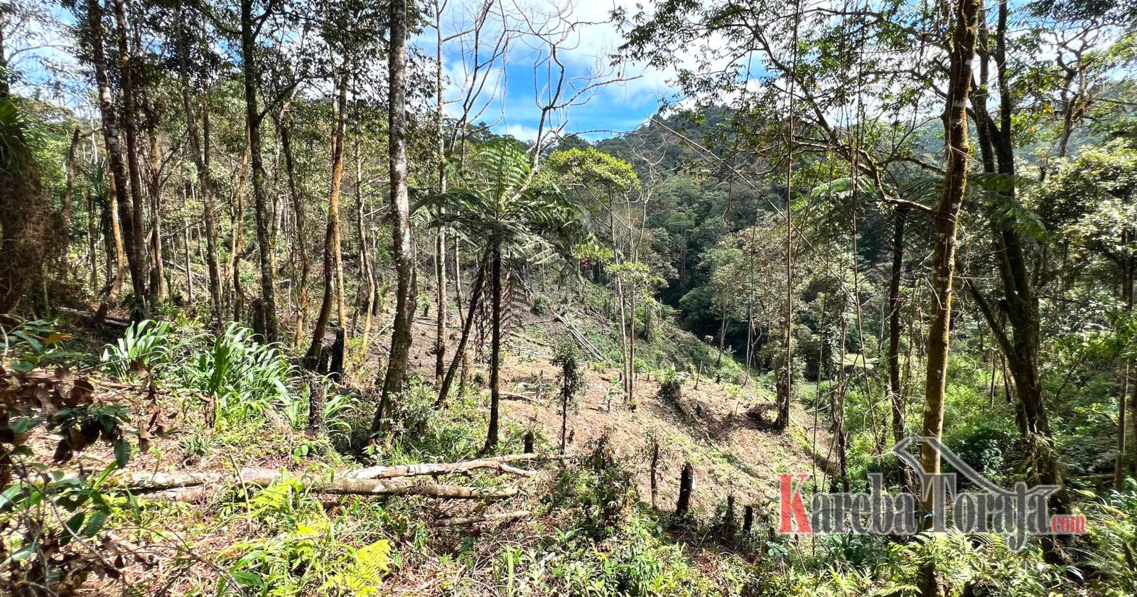 KPH Saddang I Akui Kecolongan Terkait Pengrusakan Kawasan Hutan di Lembang Gasing Mengkendek